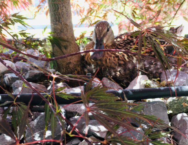 wie die Enten schlüpfen