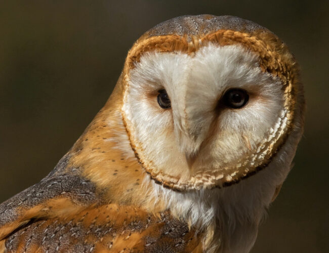 Projekt Schleiereule